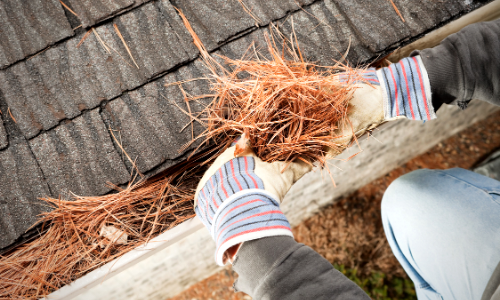 Photo of a person cleaning pine needles out of a house gutter.